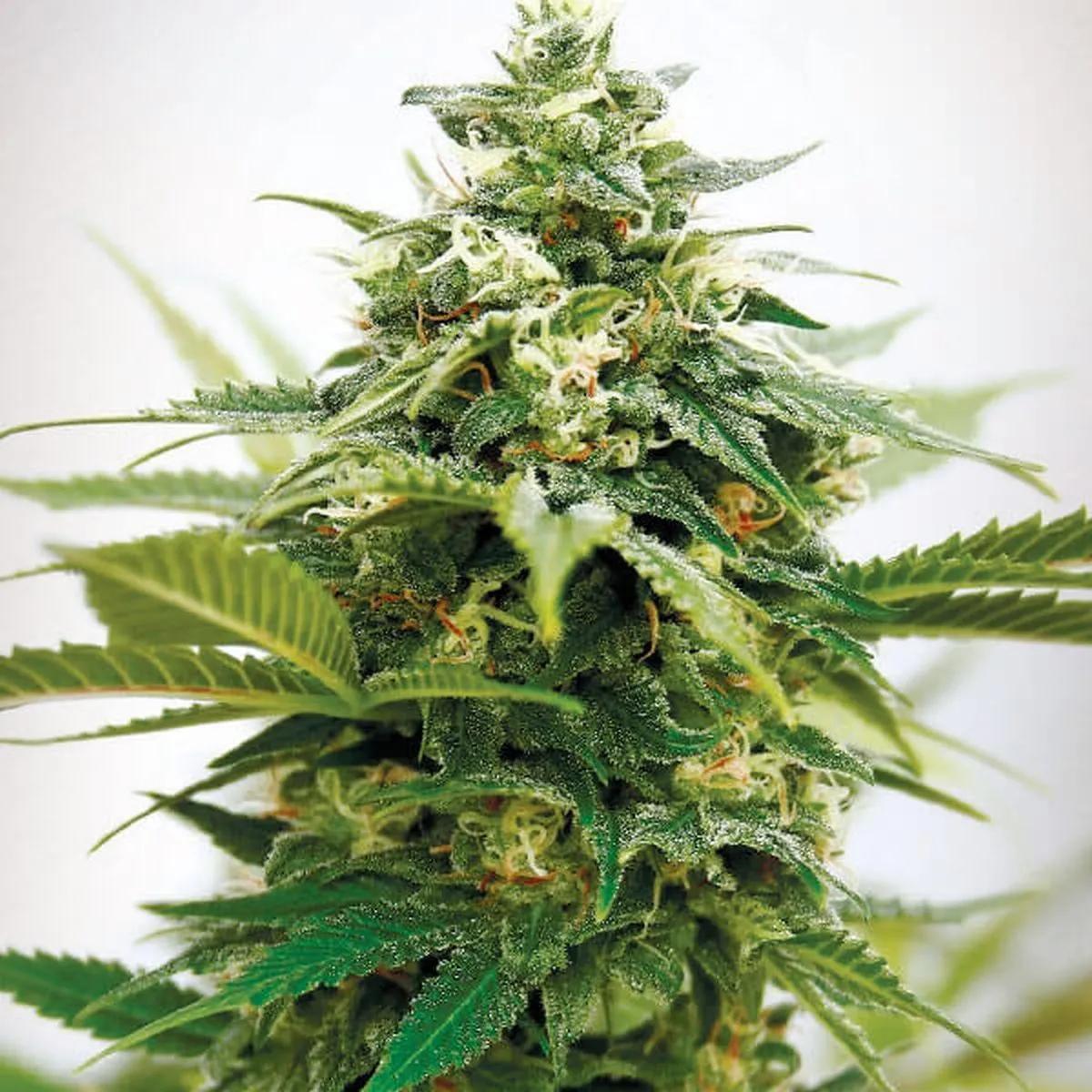 Critical XXL