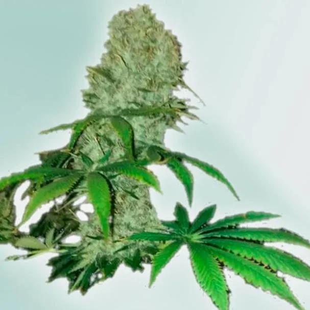 Cure CBD
