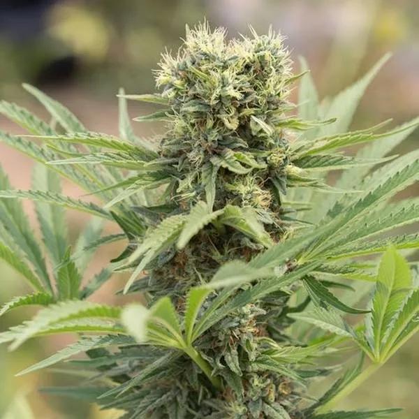 Dedoverde Haze