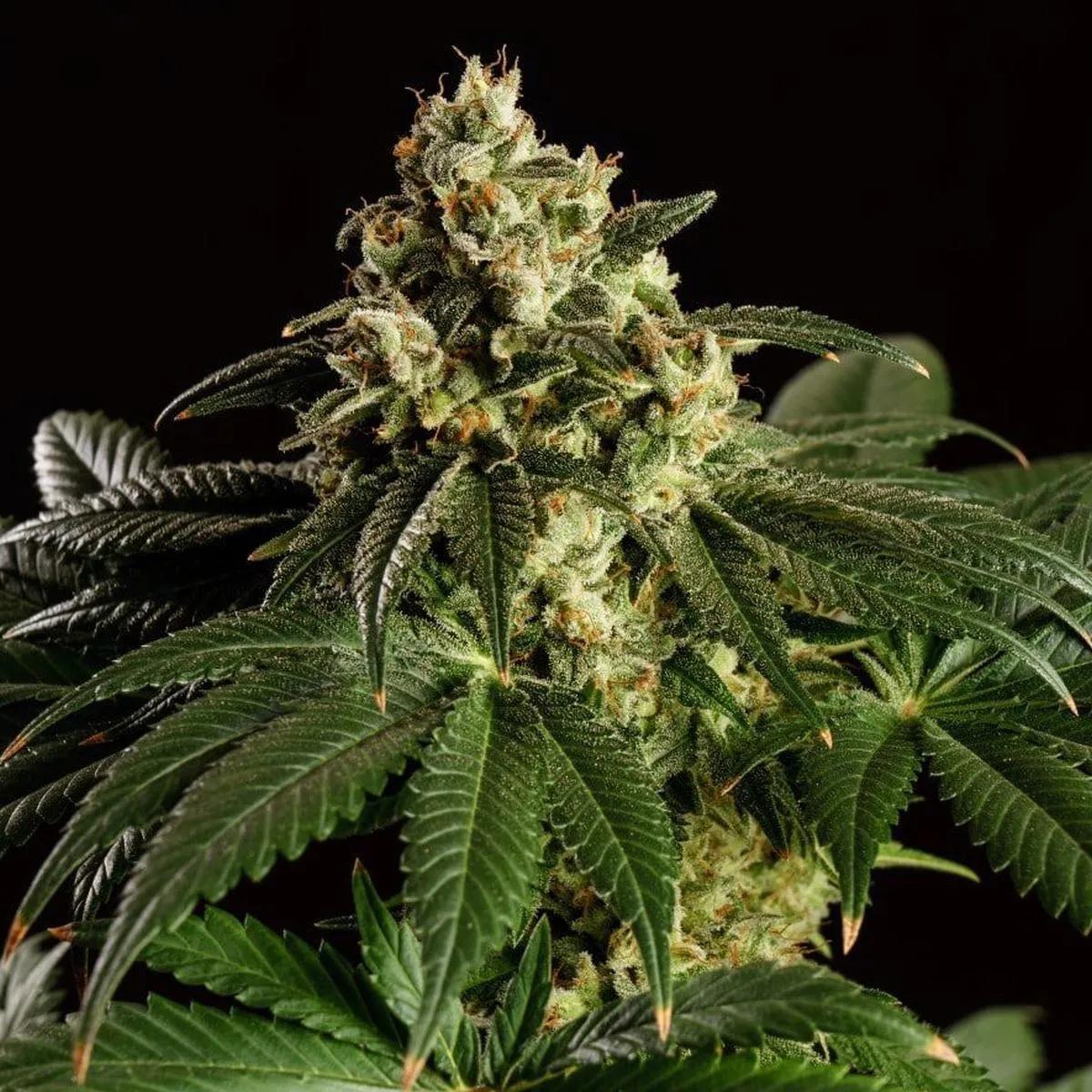 Dream Sherbet