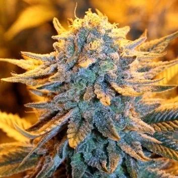 Dutch Autoflower