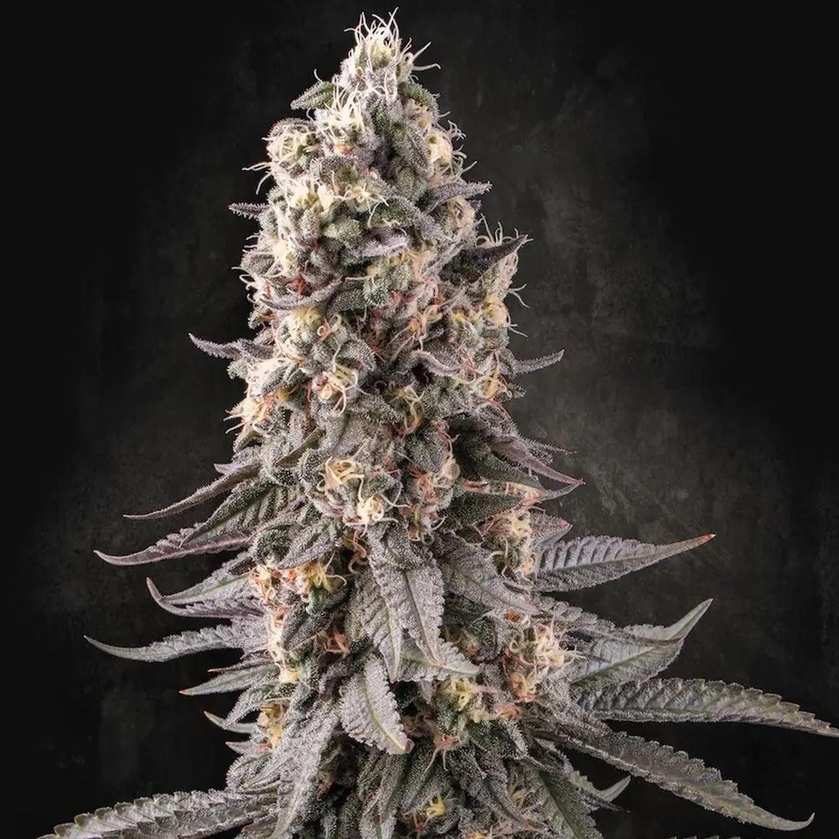 El Dorado OG