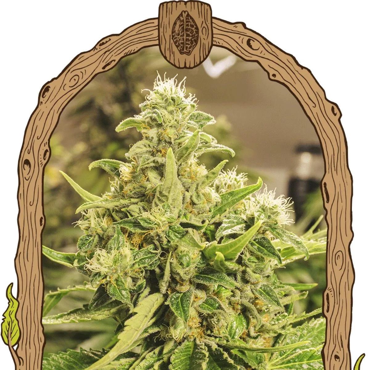 Exotic Pure CBG (Exotic Seed)
