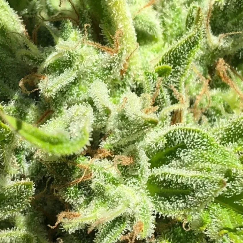 Garlic Haze