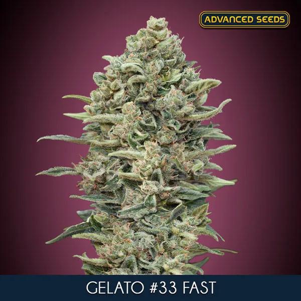Gelato 33 Fast