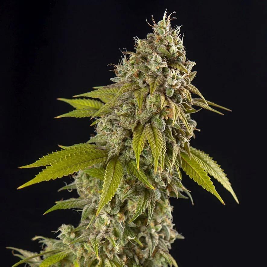 Girl Scout Cookies