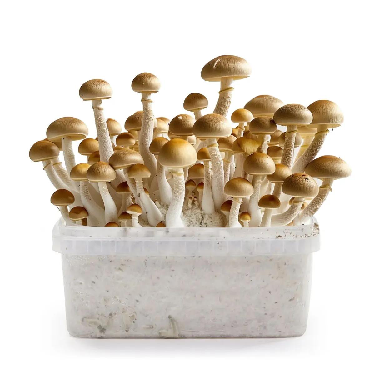 Golden Teacher
