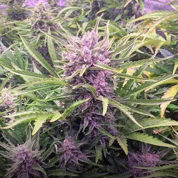 Gorilla Zkittlez Auto