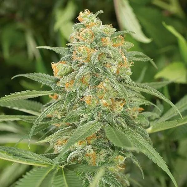 Green Crack 2.0