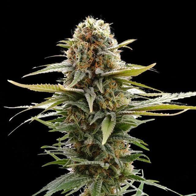 GSC