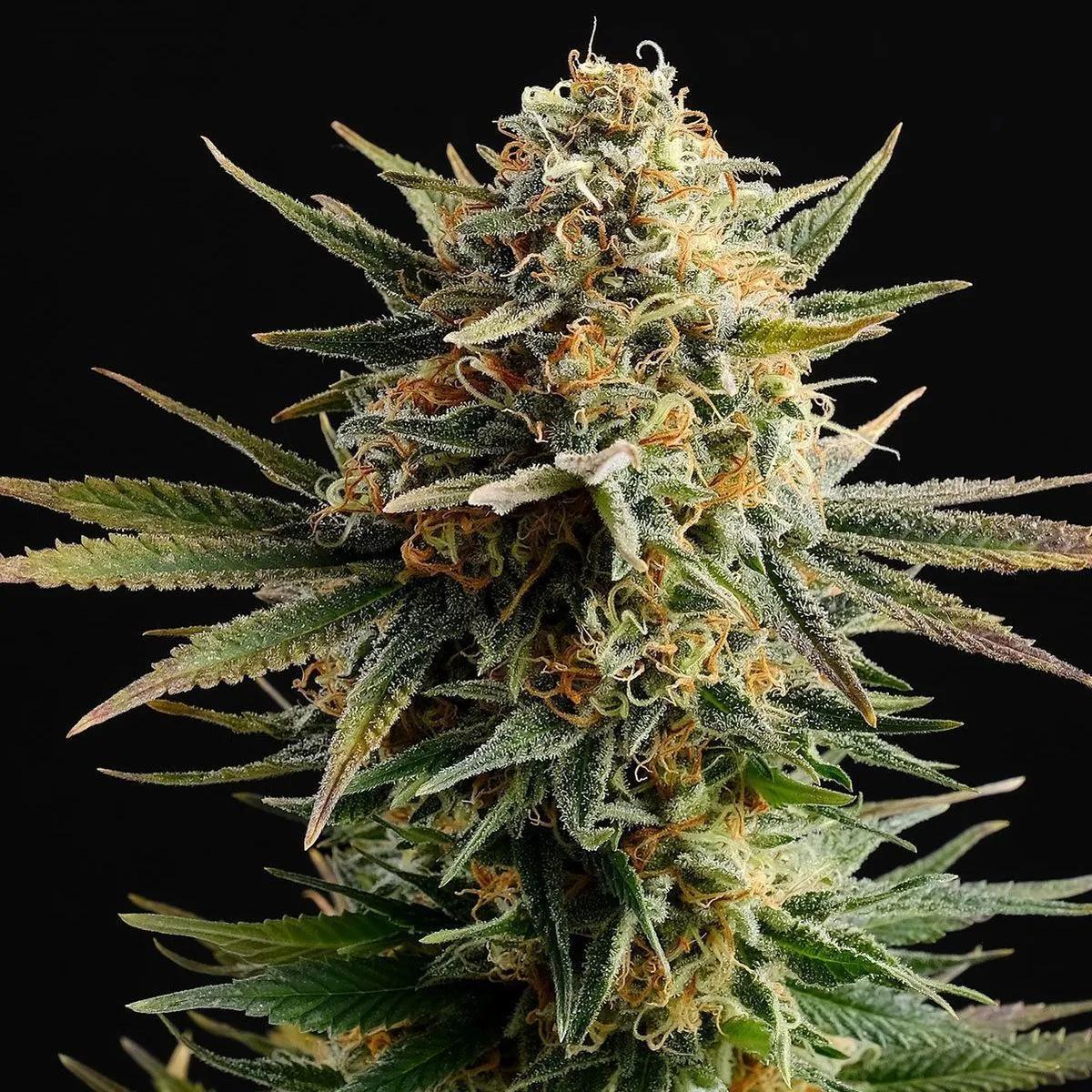 Gypsy Kush
