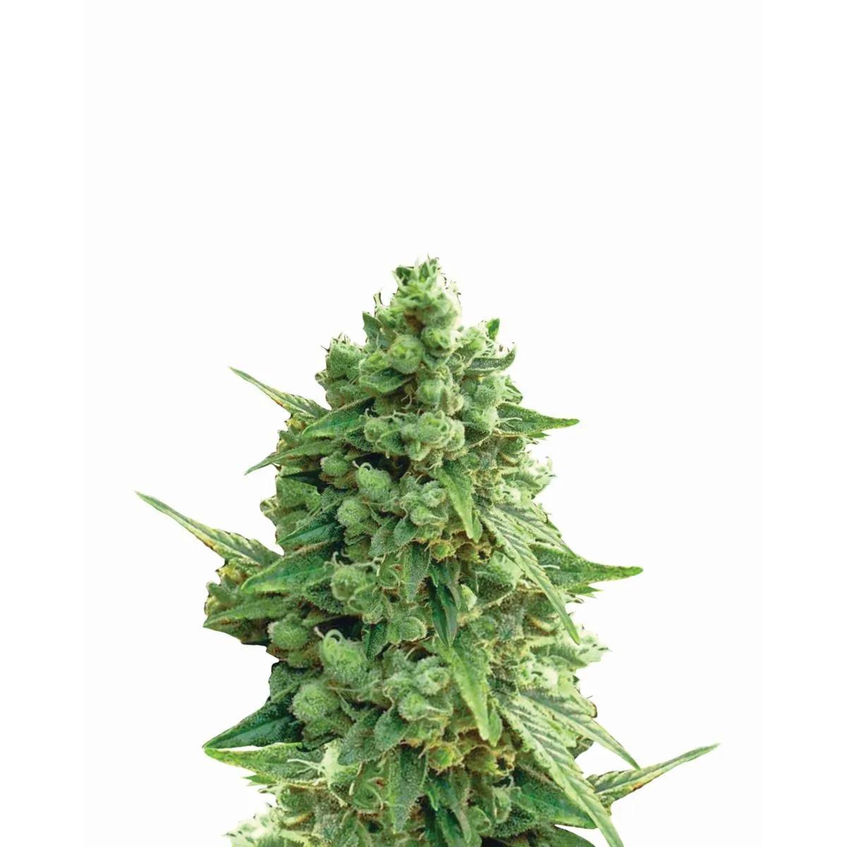 Hawaii Maui Waui Auto (Nirvana)
