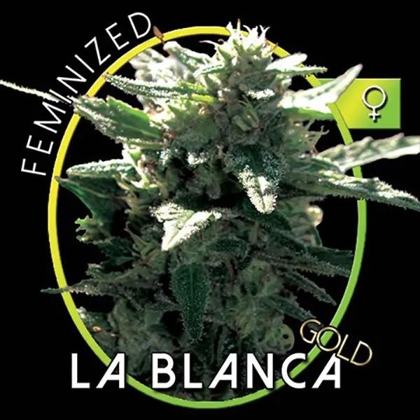 La Blanca Gold