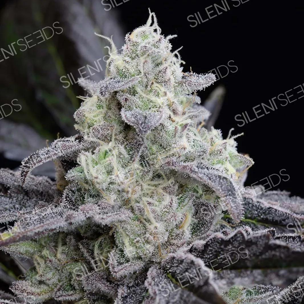 LA Vanilla Cake