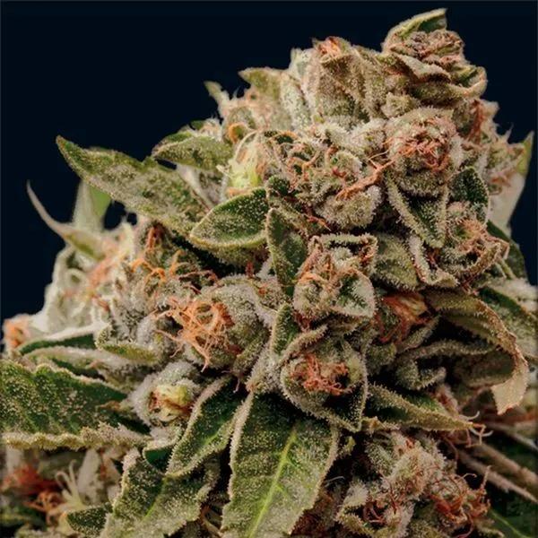 Lamb's Breath x AK-49