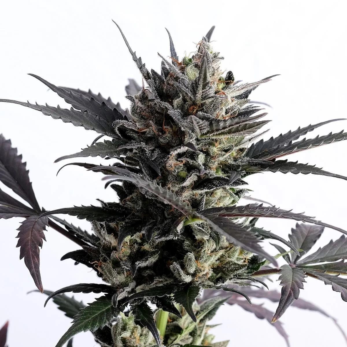 Lemon Haze