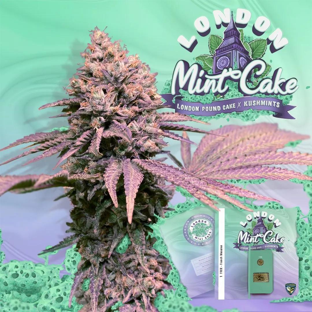 London Mint Cake (T.H.Seeds)