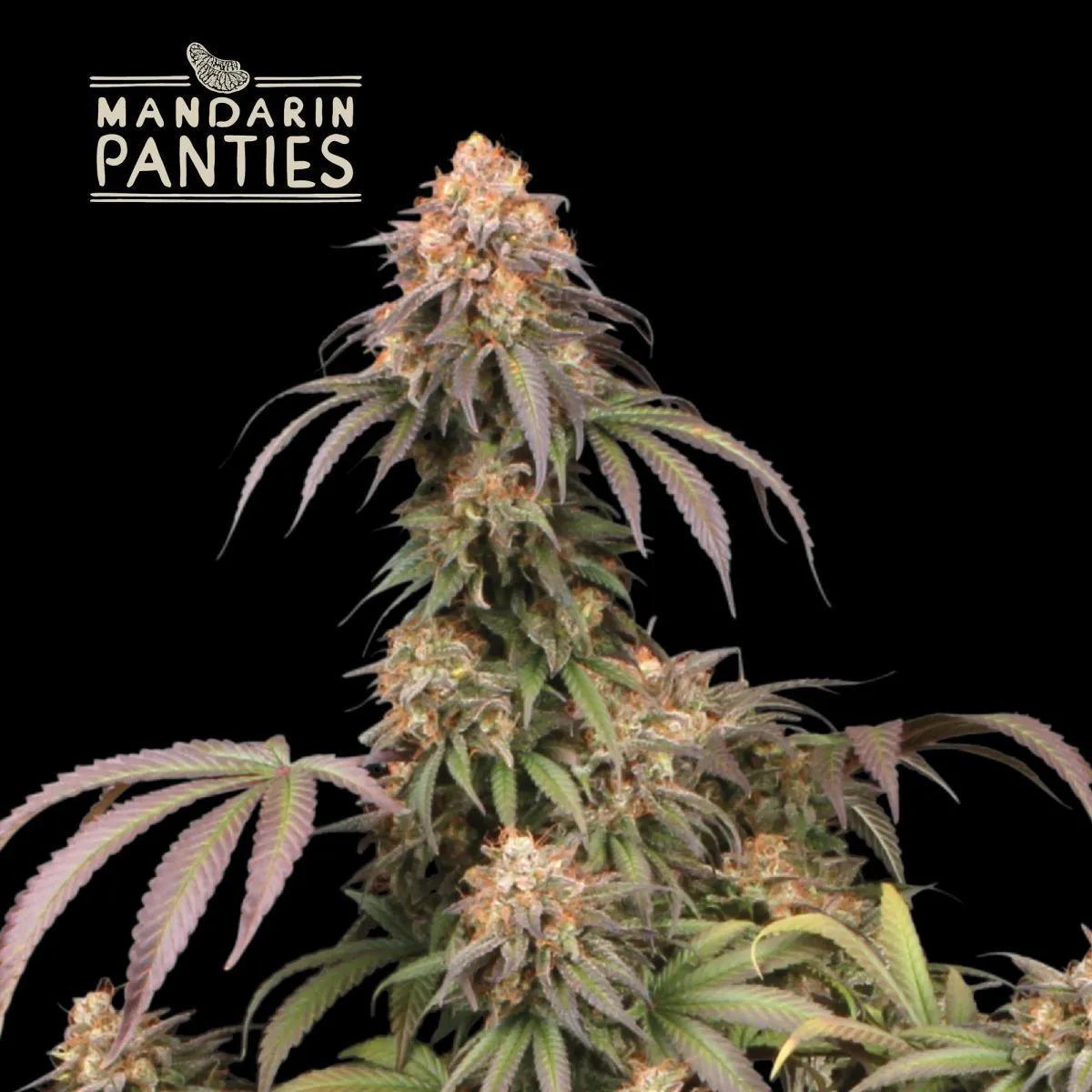 Mandarin Panties (Seedstockers)