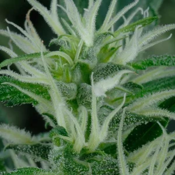 Mango Haze