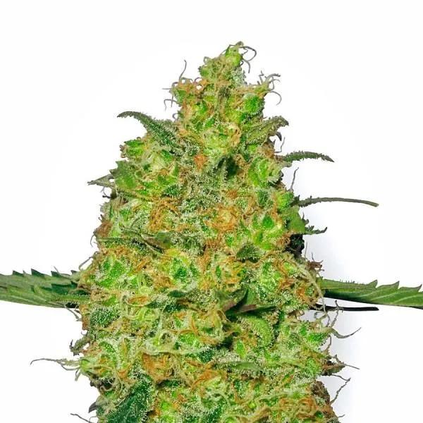 Master Kush