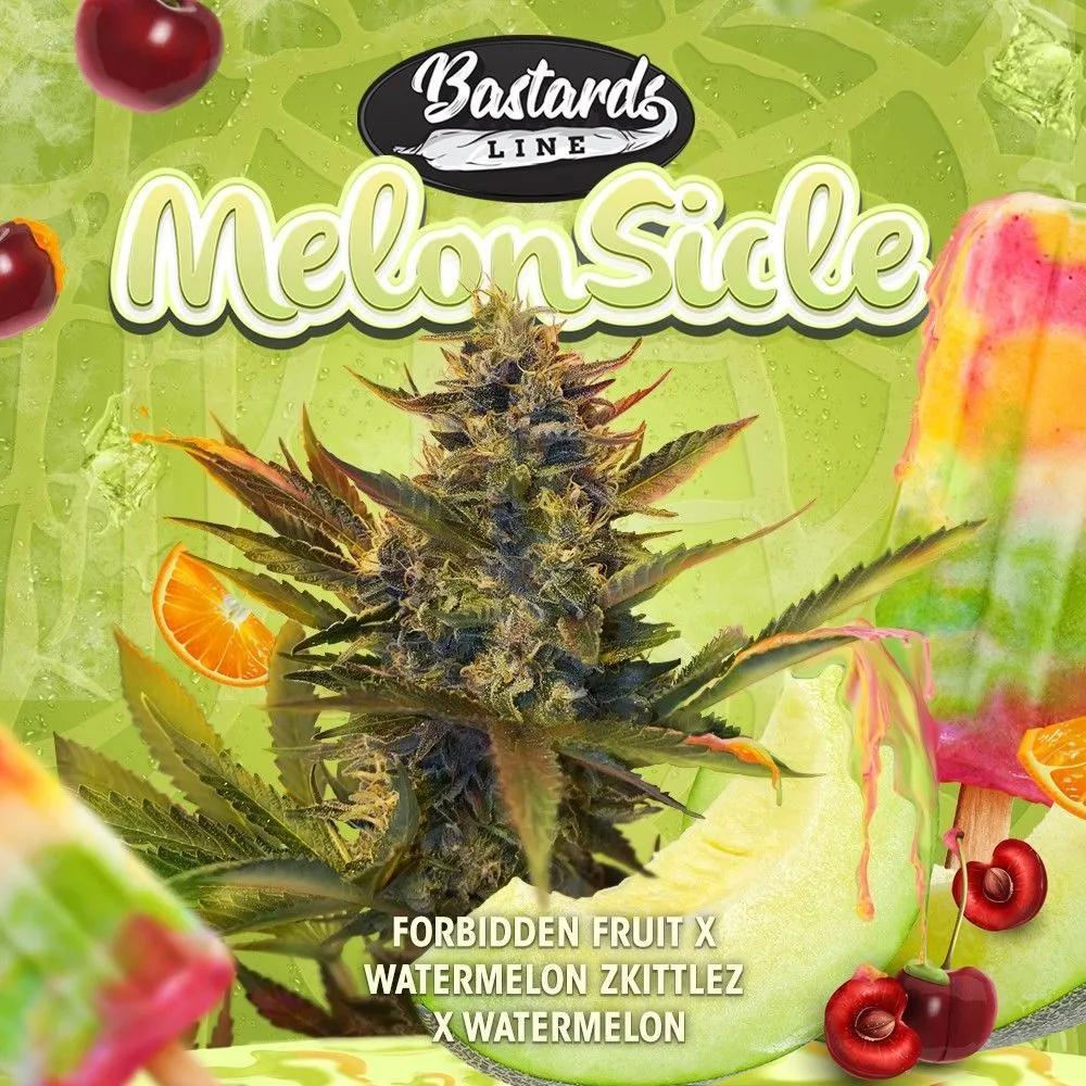 Melonsicle (T.H.Seeds)