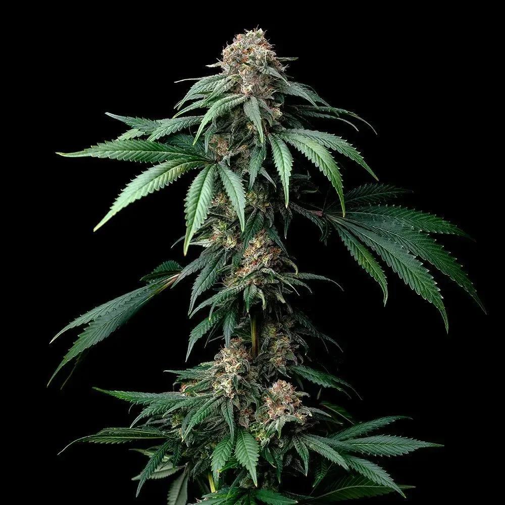 Mendo Breath