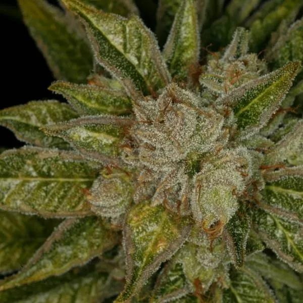 MK-Ultra