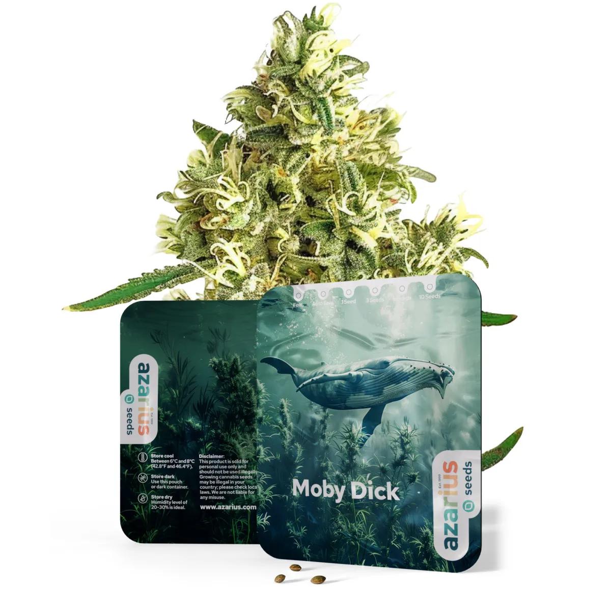Moby Dick Auto