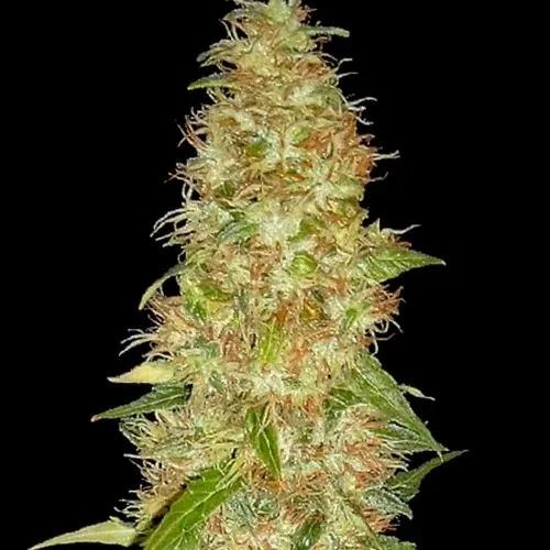 Moon Walker Kush