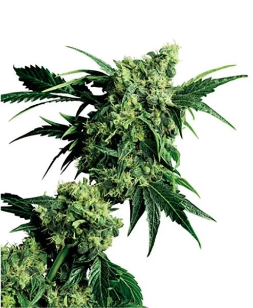 Mr. Nice G13 x Hash Plant