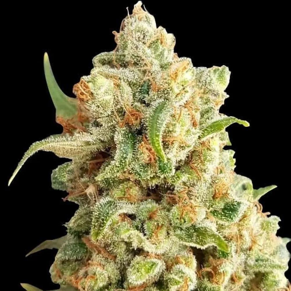 New York Diesel