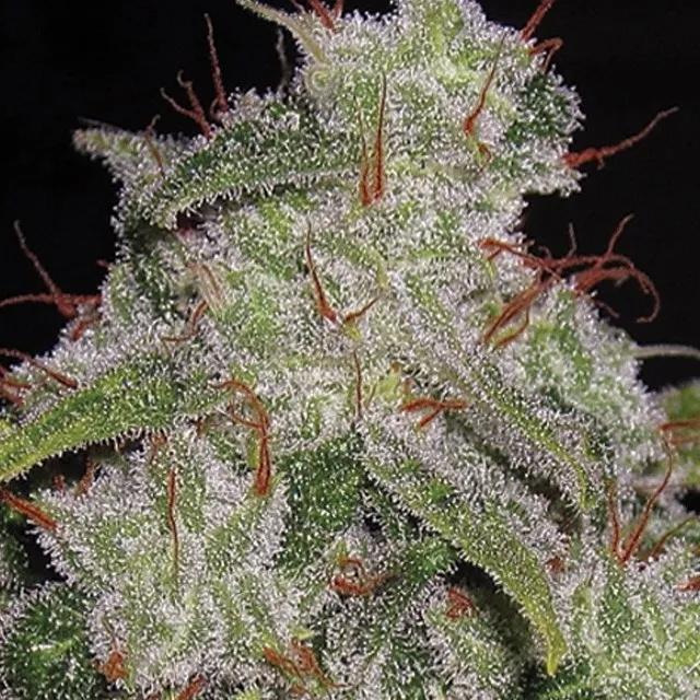Northern Lights Autoflowering