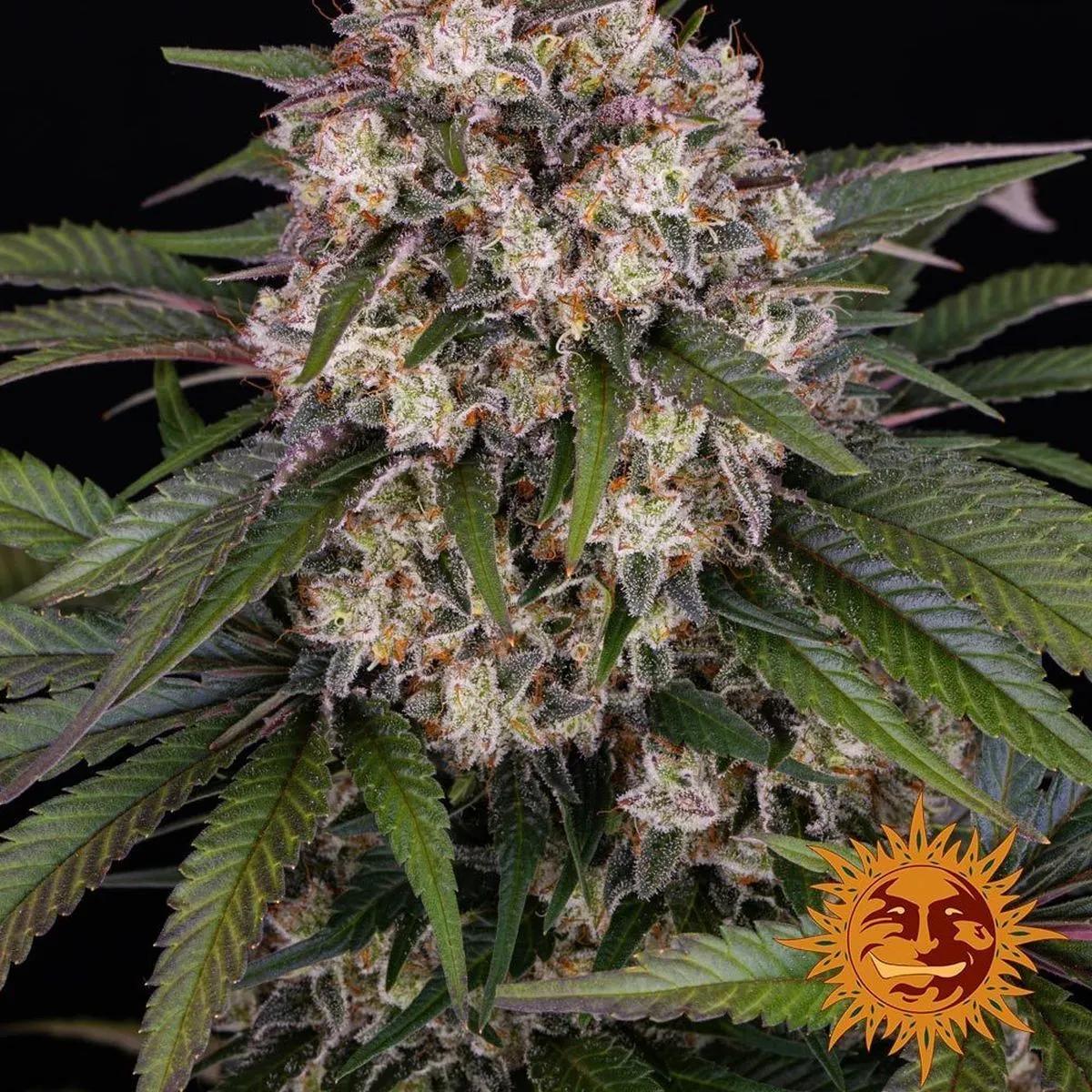 OG Kush