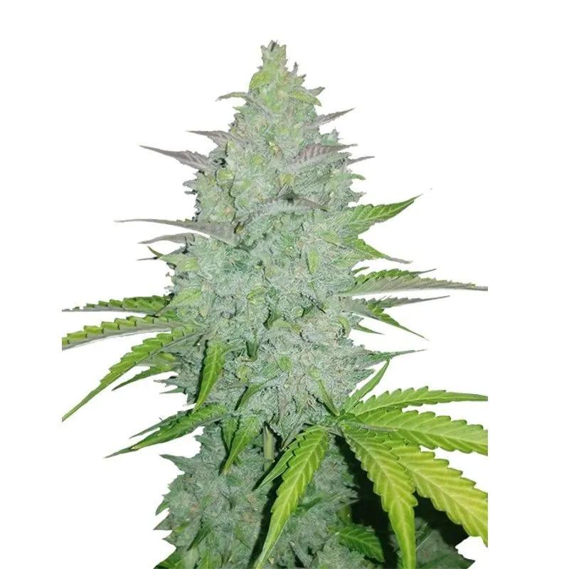 Original Auto Cheese