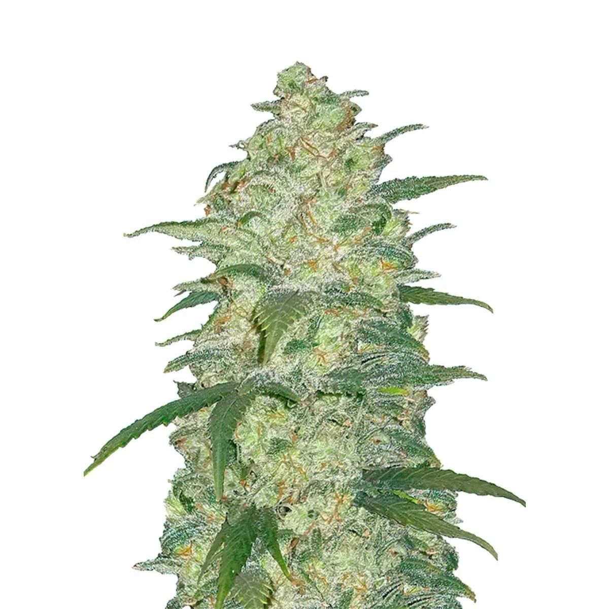 Original Auto White Widow