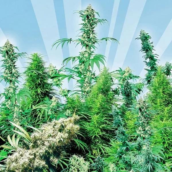 Outdoor Mix