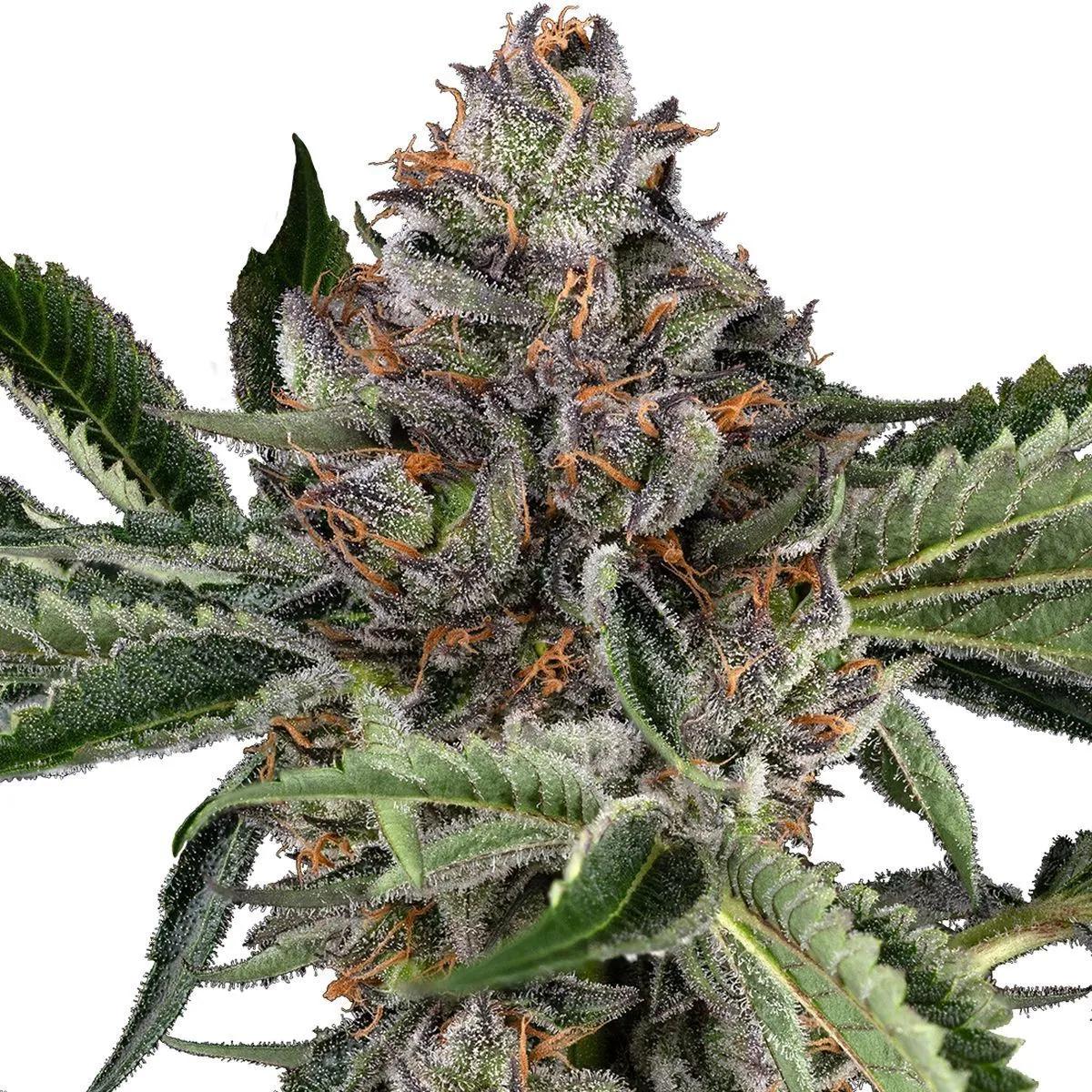 Papaya Jealousy (Sensi Seeds)