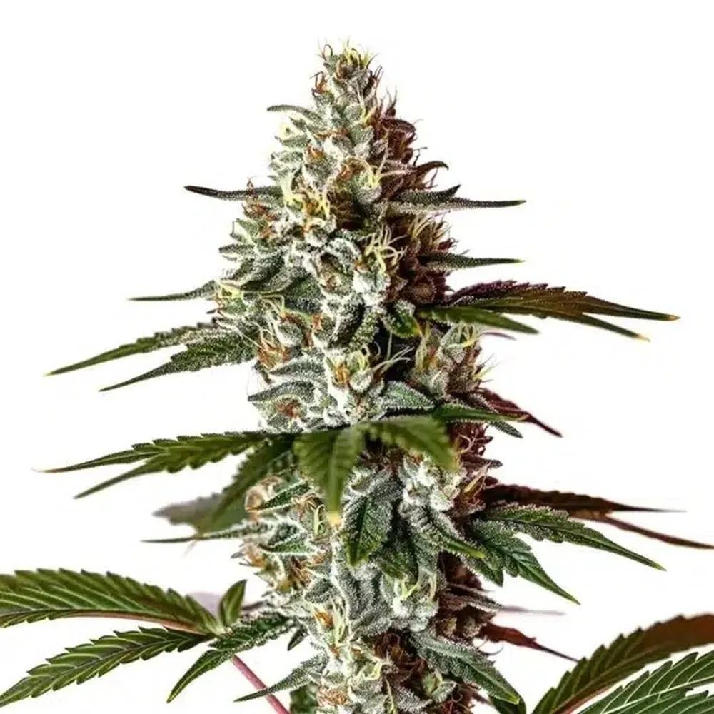Permanent Marker x Banana Cream