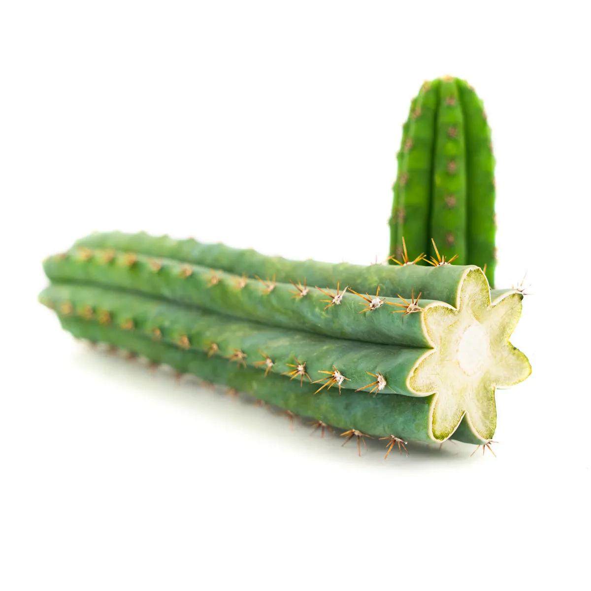 Peruwiański Kaktus Torch (Peruvian Torch)