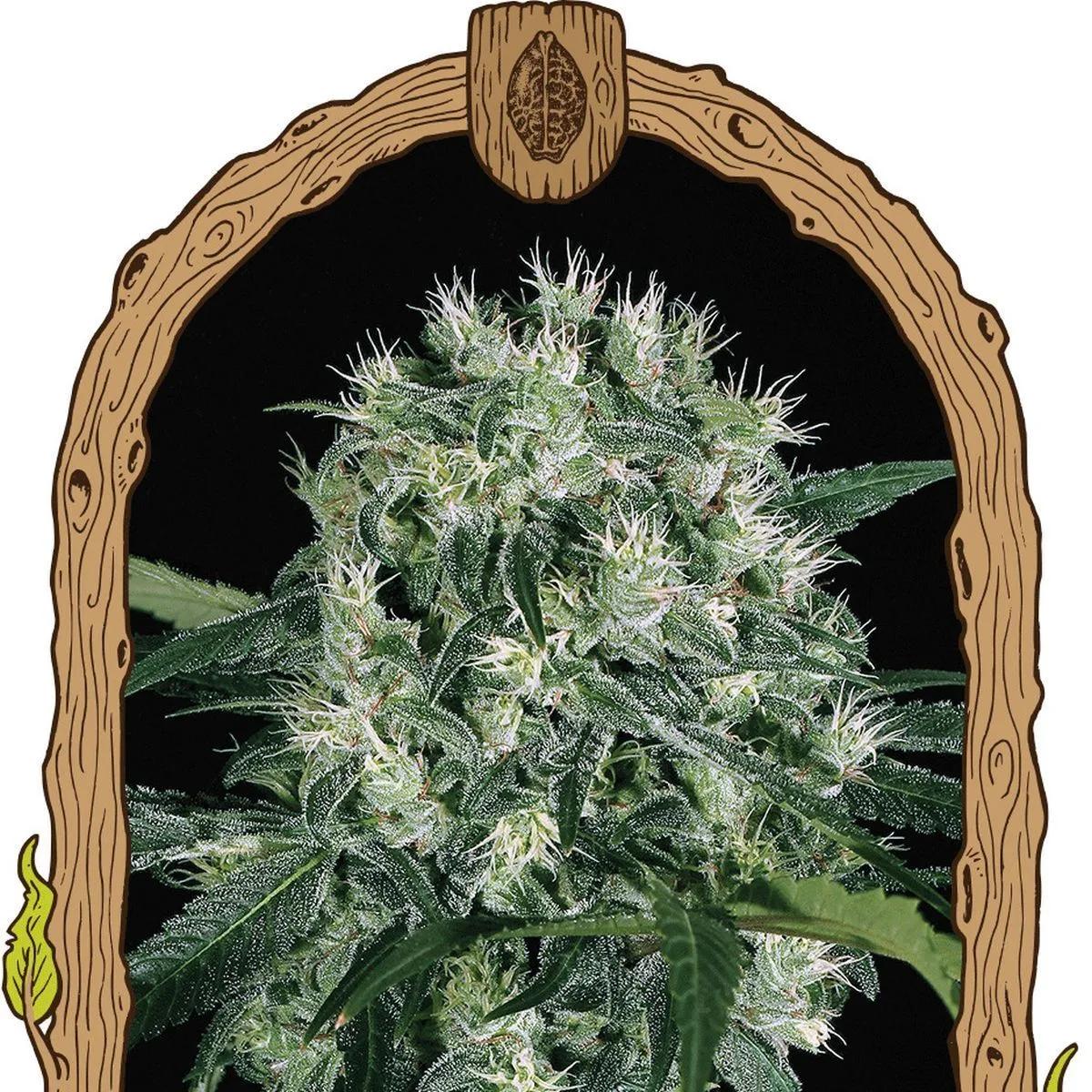 Pink Hokkaido (Exotic Seed)