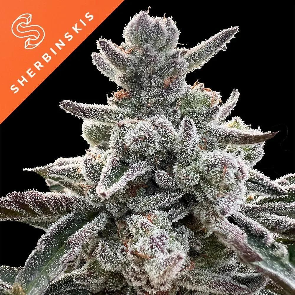 Polar Gelato (Sherbinskis x Silent Seeds)