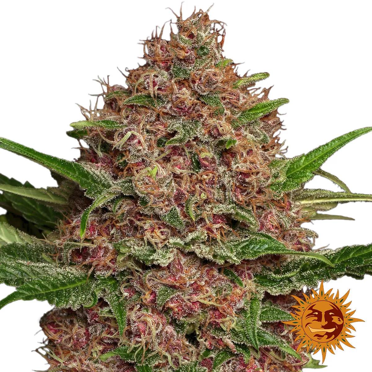 Purple Punch