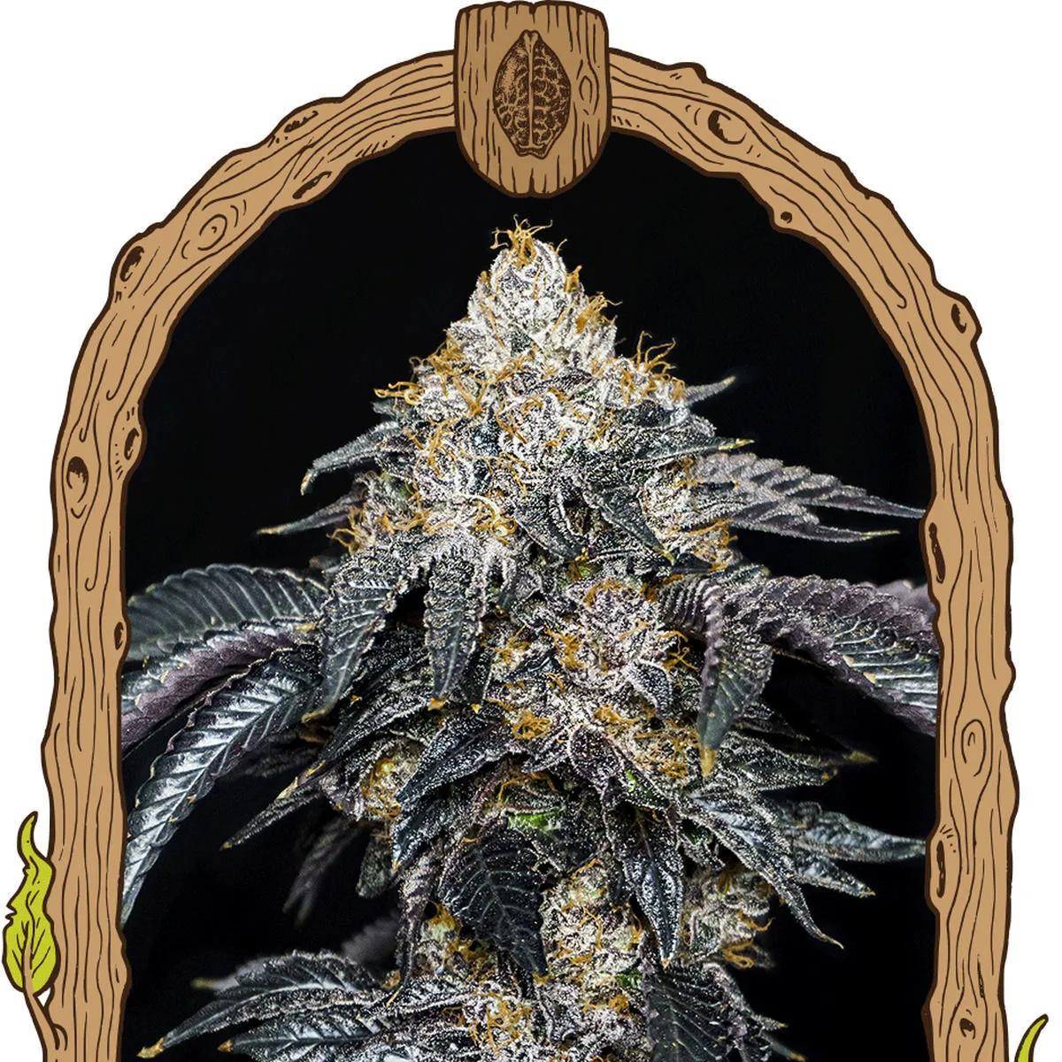 Quicklato Sherbet (Exotic Seed)