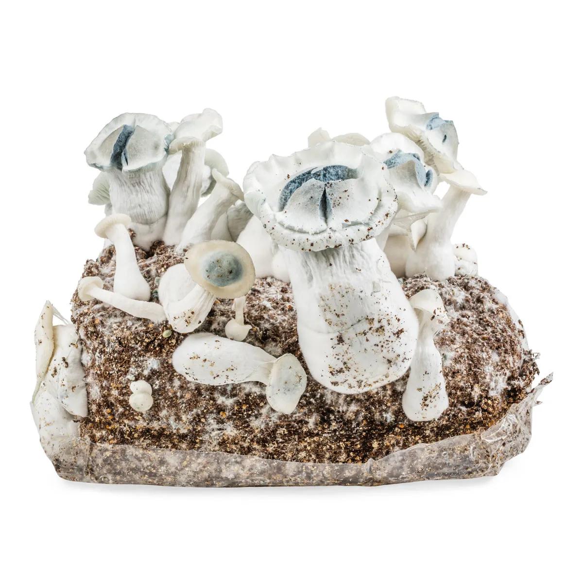 Worek uprawowy Ready-2-Grow 'APE'