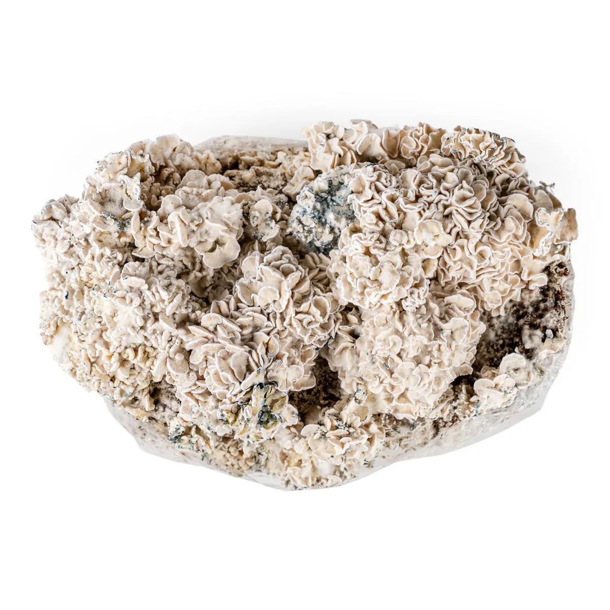 Zestaw do uprawy Ready-2-Grow 'Enigma'