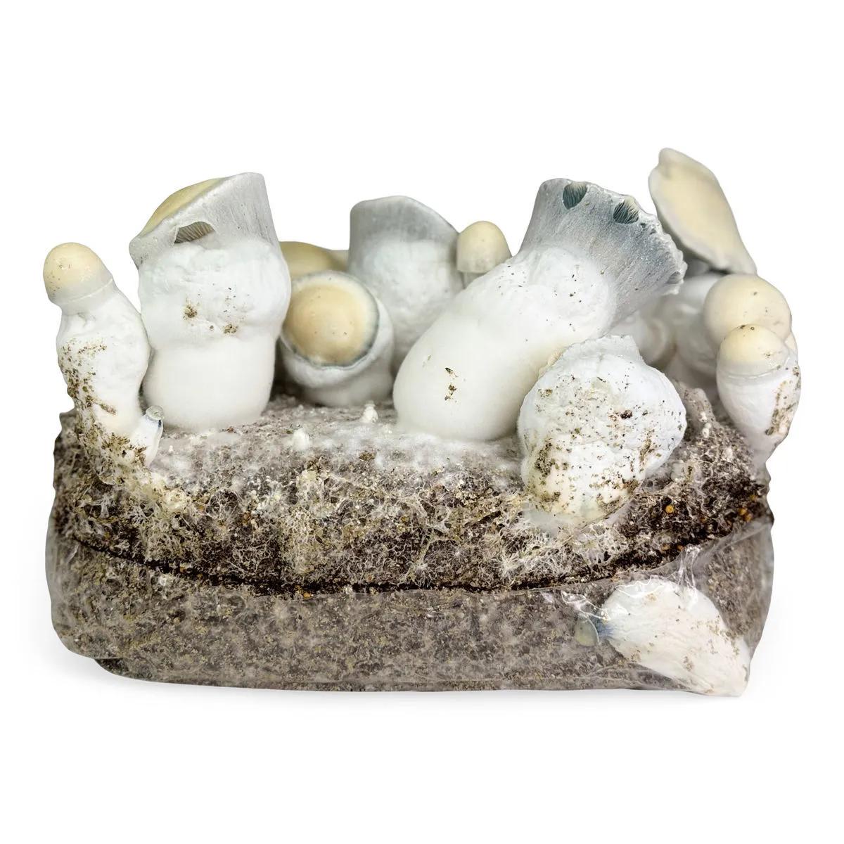 Zestaw uprawowy Ready-2-Grow 'Jack Rabbit'