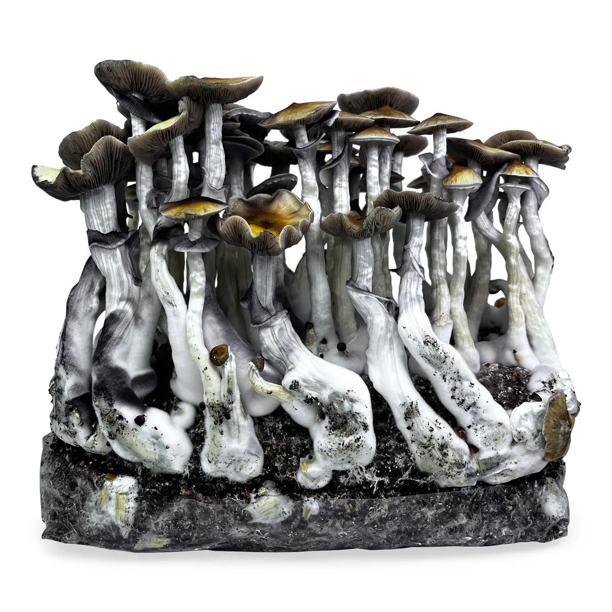 Ready-2-Grow Bag 'McKennaii'