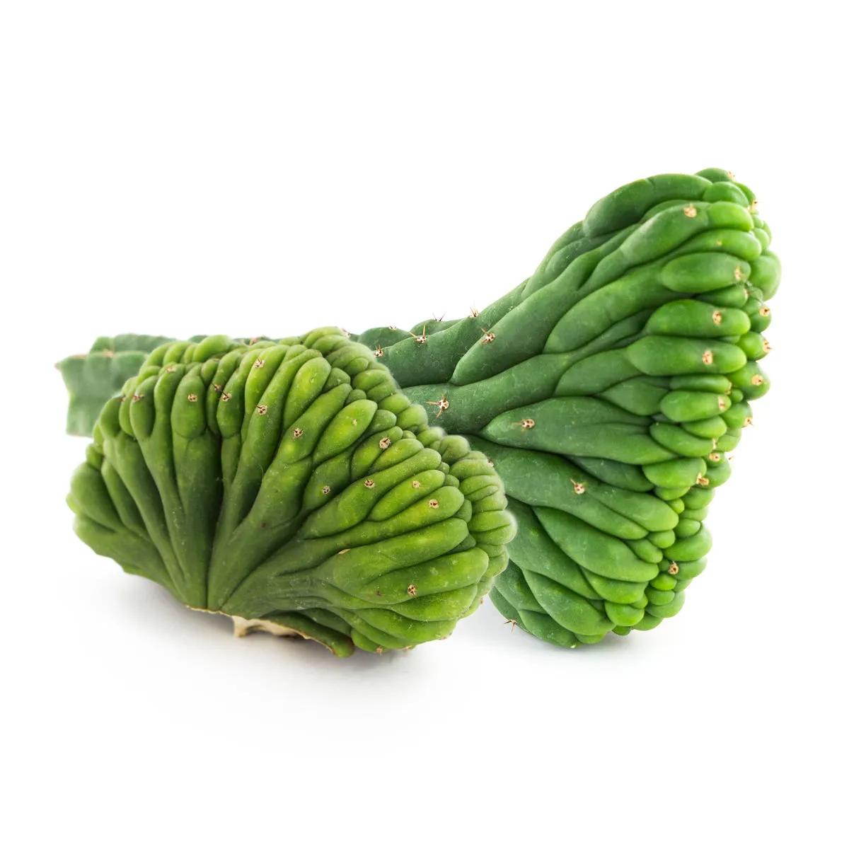 Kaktus San Pedro grzebieniasty
