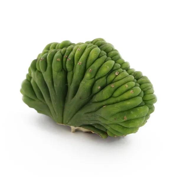 Kaktus San Pedro grzebieniasty