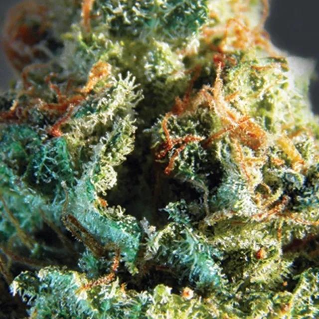 Silver Haze